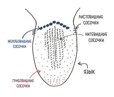Раздражение рецепторов языка