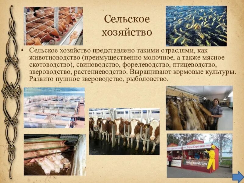 Животноводство в Карелии. Отрасли животноводства в Карелии. Сельское хозяйство Карелии презентация. Промышленность Карелии презентация