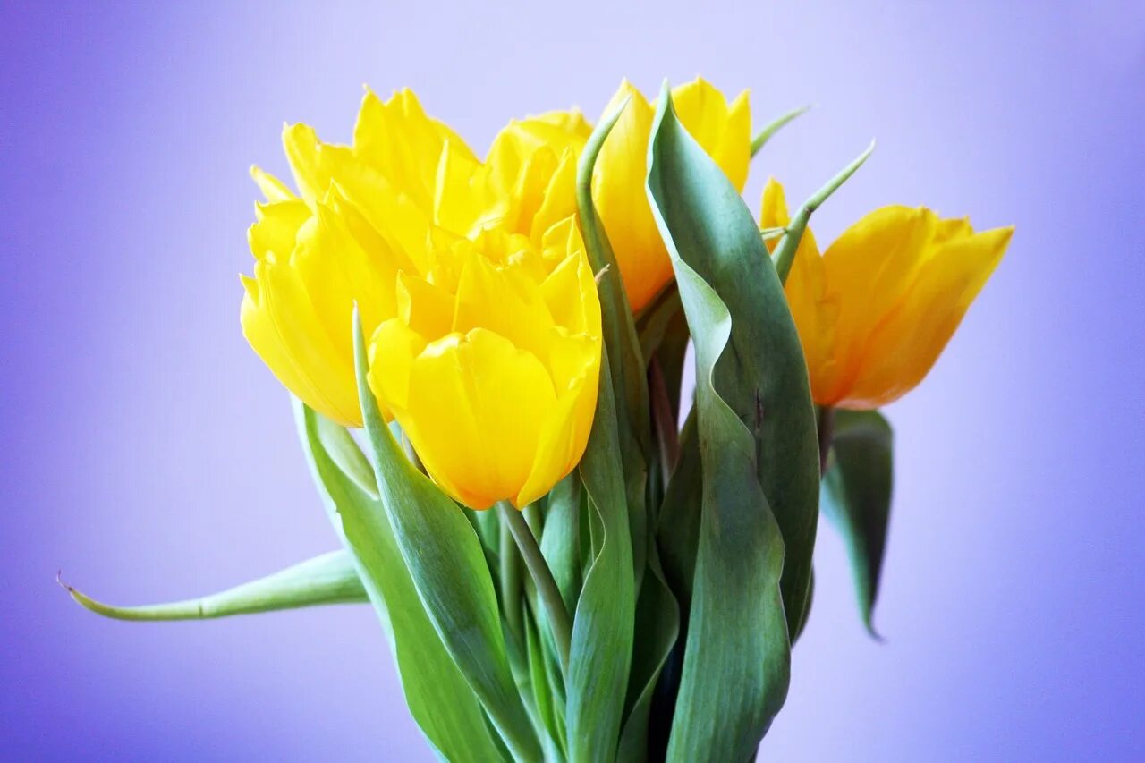 Желтые тюльпаны вестники текст. Желтые тюльпаны. Желтые тюльпаны цветы. Весенний букет. Желтая тюль.