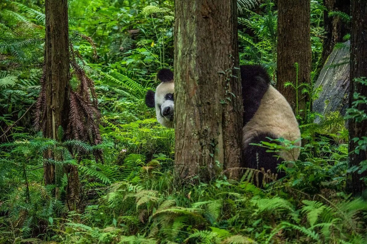 Panda falling trees