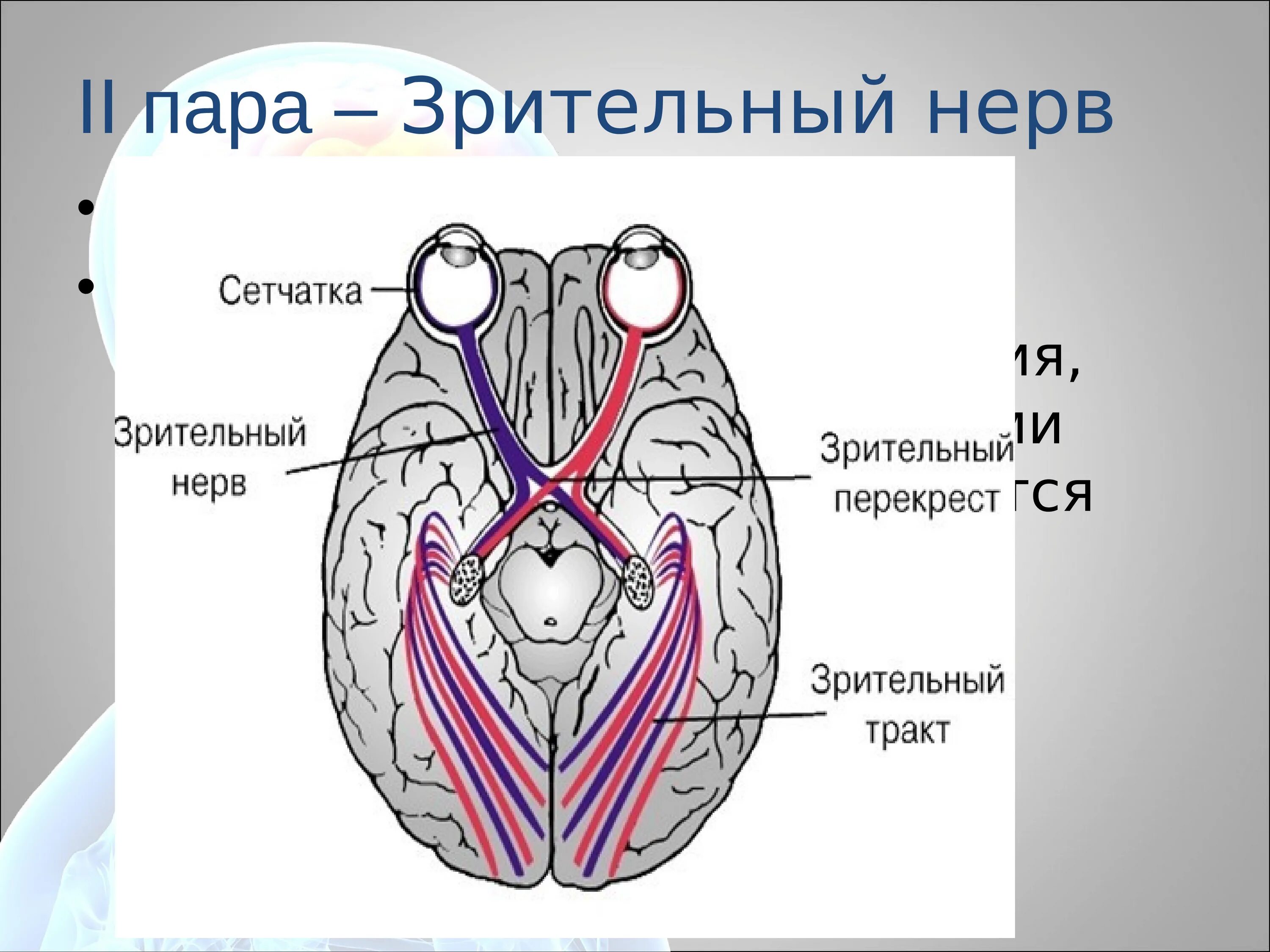 Зрительный нерв (II пара, 2 пара, вторая пара черепных нервов), n. Opticus. Зрительный нерв нерв анатомия. Черепных нервов 2 пара зрительный. Зрительный нерв (nervus Opticus).