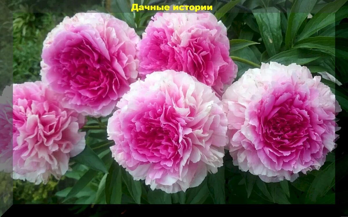 Rose reverence пион. Пион махровый роуз харт. Пион bess bockstoce. Пион роуз харт. Пион bess bockstoce.