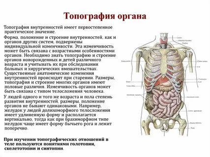 Внутренности текст