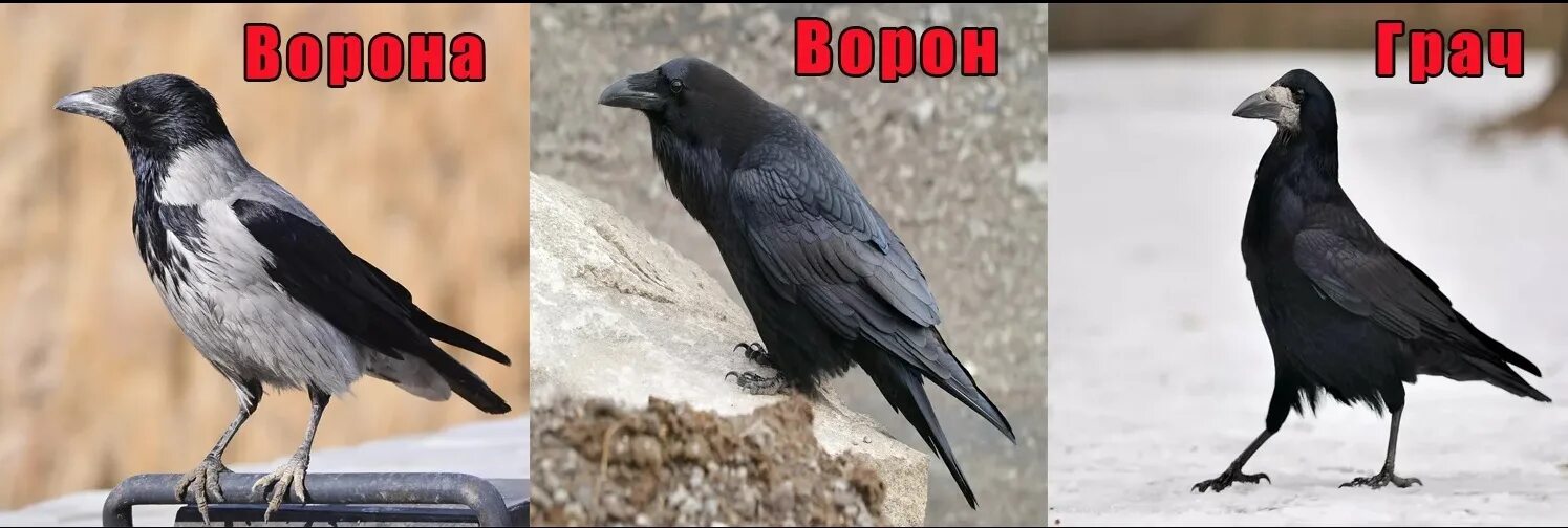 Ворон ворону в ответ. Ворон грач галка отличия. ворон гоша. грач и ворона. ворон ворона грач отличия.