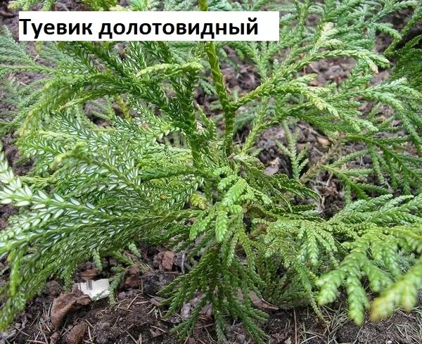 Туевик поникающий (thujopsis dolabrata). Туевик поникающий dolabrata. Туевик сорта с фото. Туевик долотовидный описание. Thujopsis dolabrata.