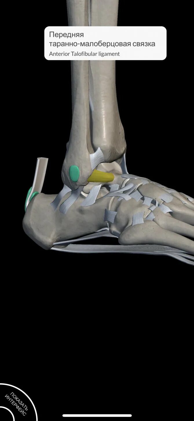 Капсульно-связочный аппарат голеностопного сустава. Сумка Грубера голеностопный сустав. Связочный аппарат голеностопного сустава анатомия. Суставная капсула голеностопного сустава.