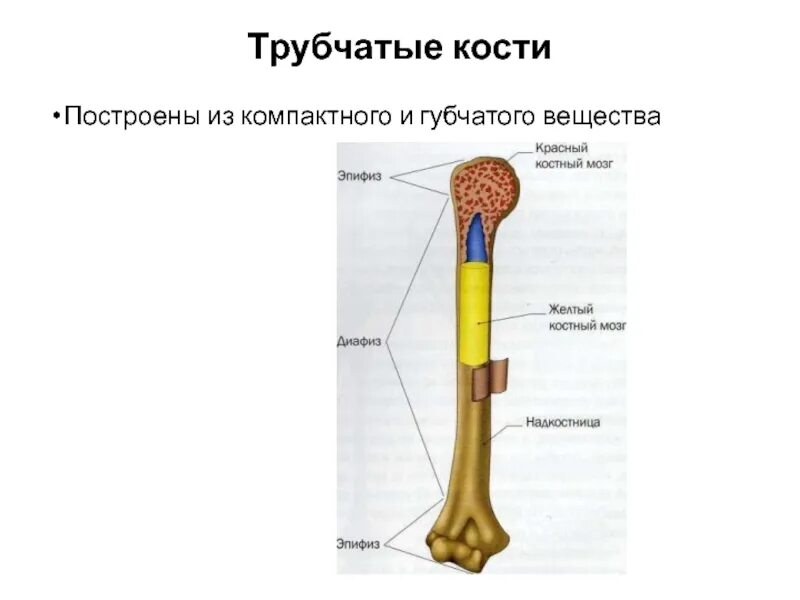 Трубчатые 2 губчатые. Губчатые и трубчатые кости человека. Трубчатая кость. Компактное вещество трубчатой кости. Губчатое и трубчатое вещество.