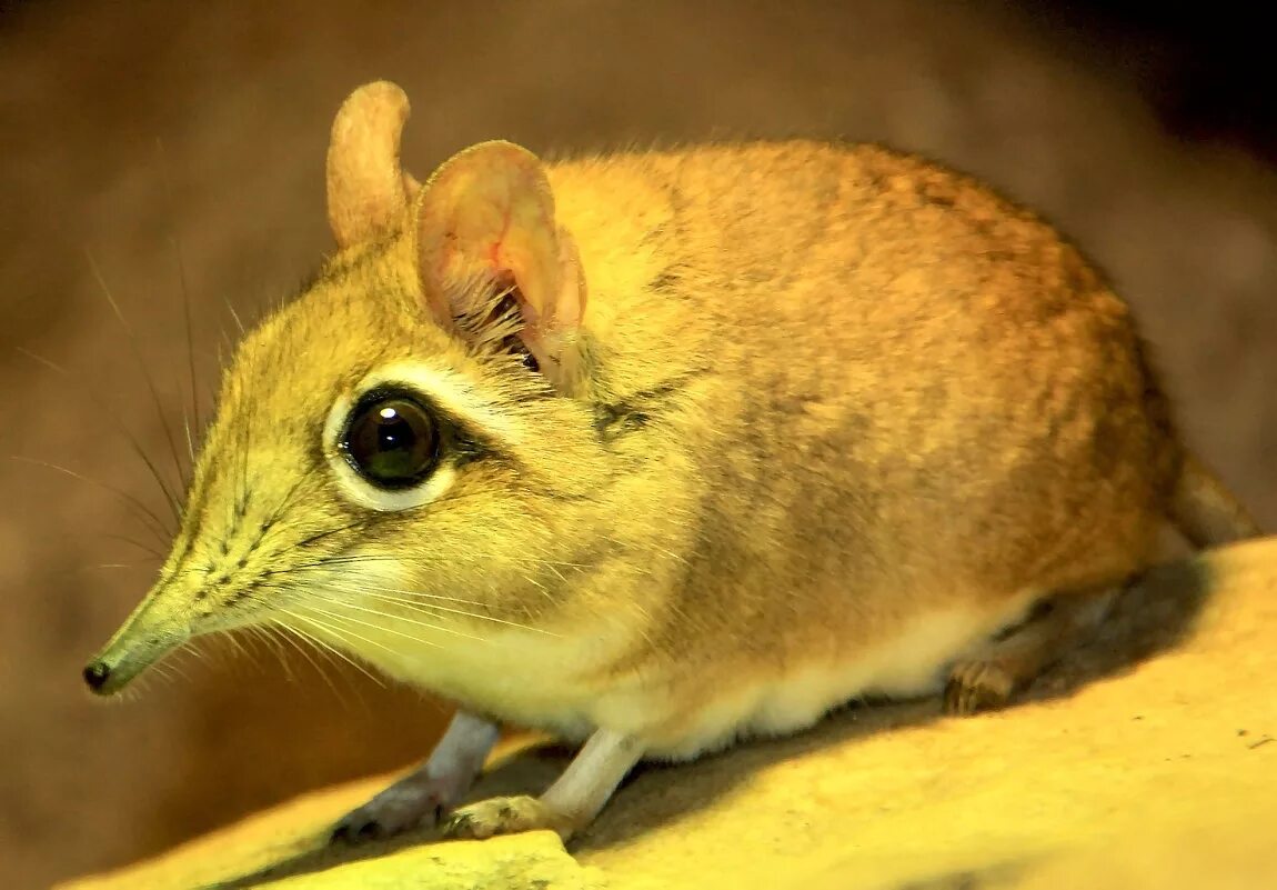 прыгунчик. прыгунчик слоновая землеройка. длинноухий прыгунчик. североафриканский прыгунчик. короткоухий прыгунчик.