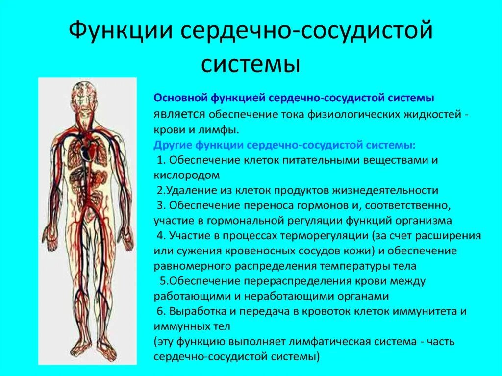 Сердечно - сосудистая система человека, выполняемые функции.. Функции сердечно-сосудистой системы кратко. Функции кровеносной системы системы человека. Составные части сердечно сосудистой системы. Регулировать кровообращения