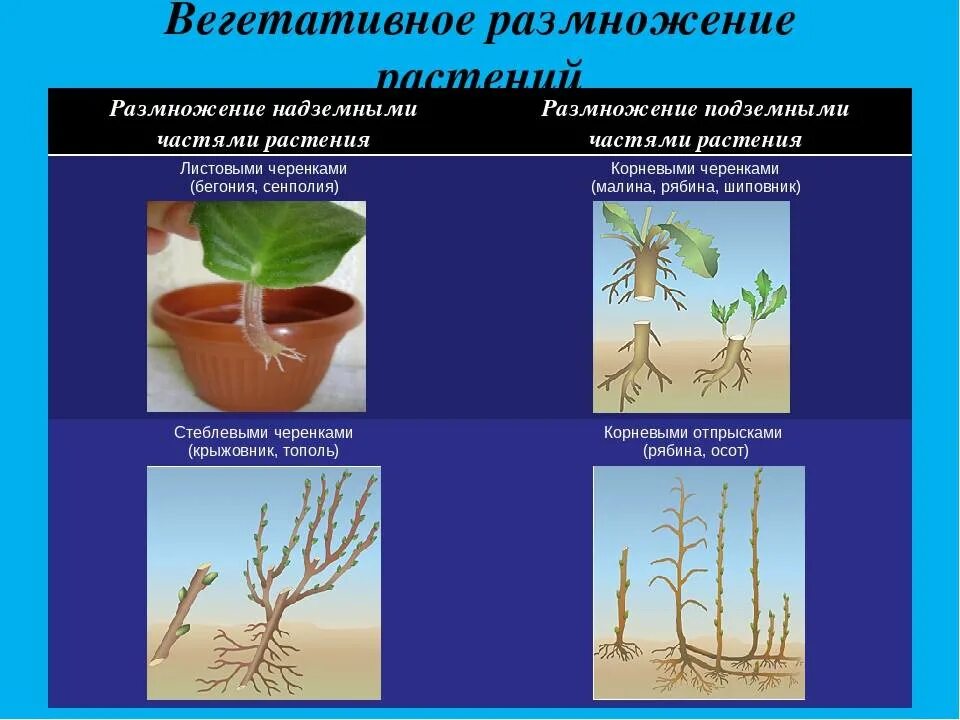 К вегетативному размножению относится