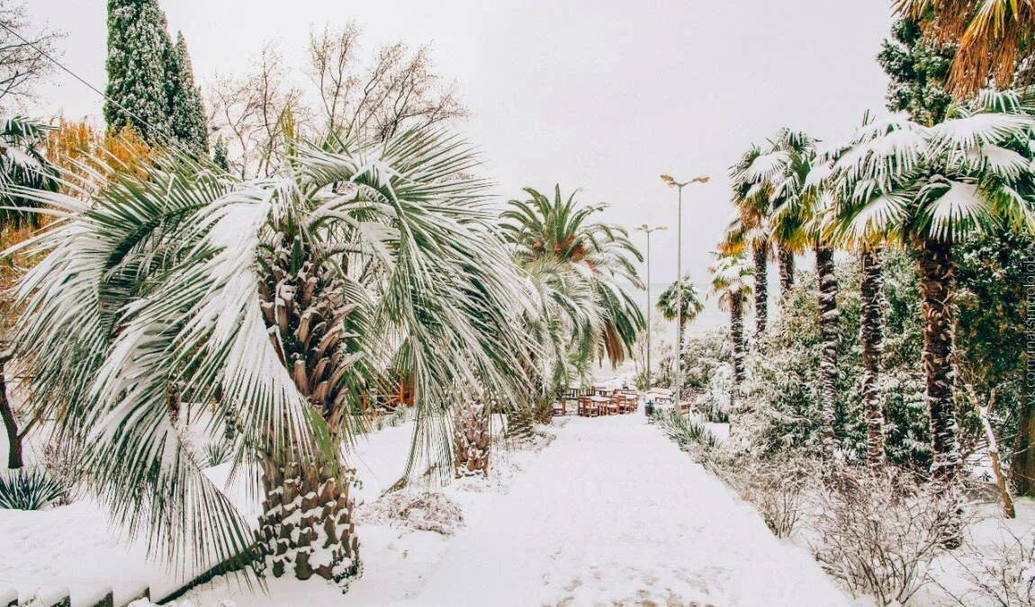 Пальмы в снегу сочи. Адлер сочи зима. Экскурсия на красную поляну. Сочи январь 2022. Климат сочи зима.