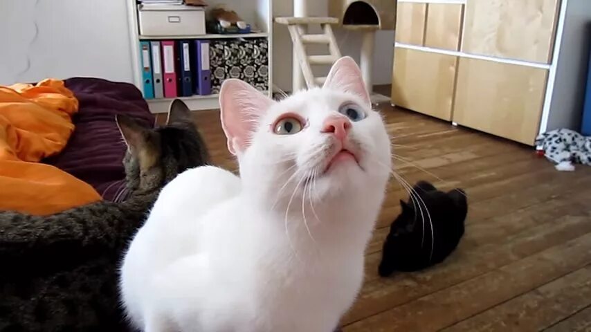 Кошки разговаривают видео