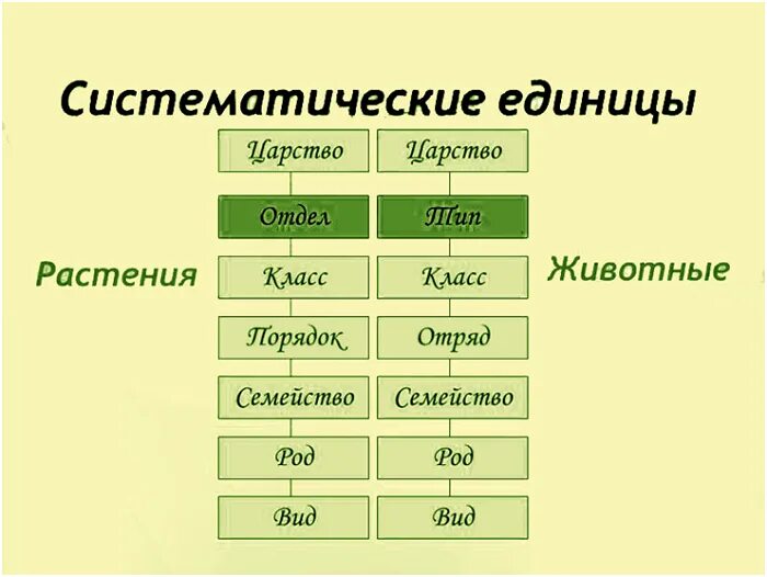 Систематика растений царство отделы. Схема классификации растений таксоны. Систематика животных Тип вид. Последовательность род вид царство. Категория группы организмов