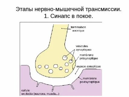 Медиатором в синапсах скелетных мышц является