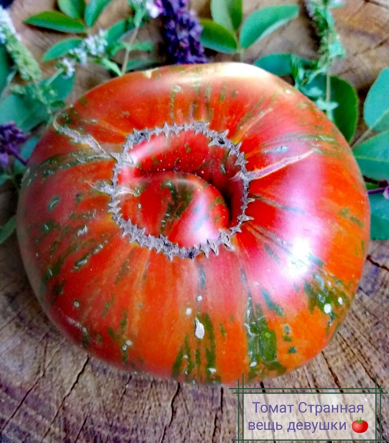 Томат странная вещь девушки. Томат странная вещь девушки. Сорт томатов странная вещь девушки. Томат странная вещь девушки. Девочкина девочка томат.