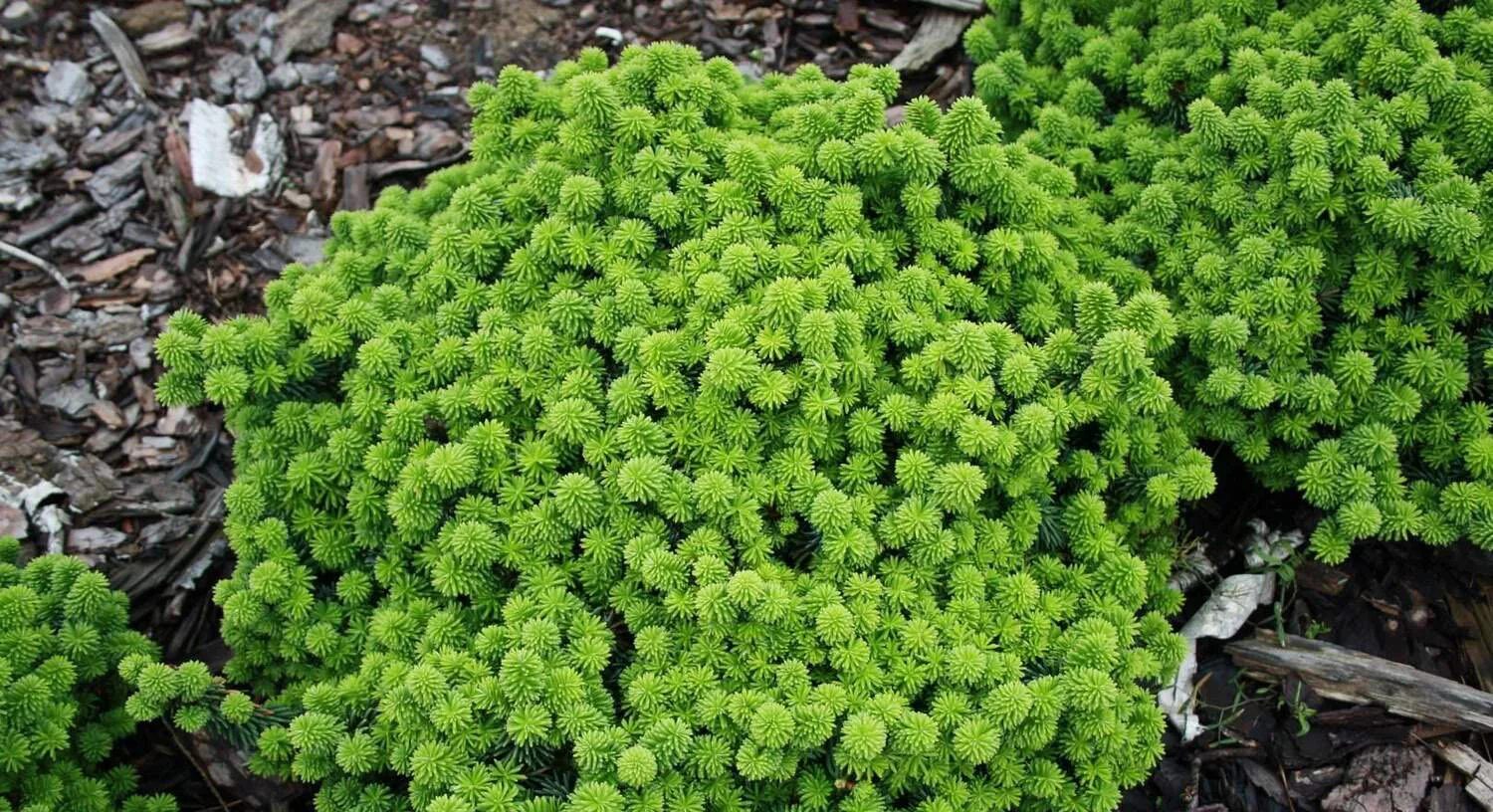 Ель abies koreana. Пихта бальзамическая (abies balsamea). Abies koreana piccolo. Abies koreana piccolo. Пихта бальзамическая пикколо.