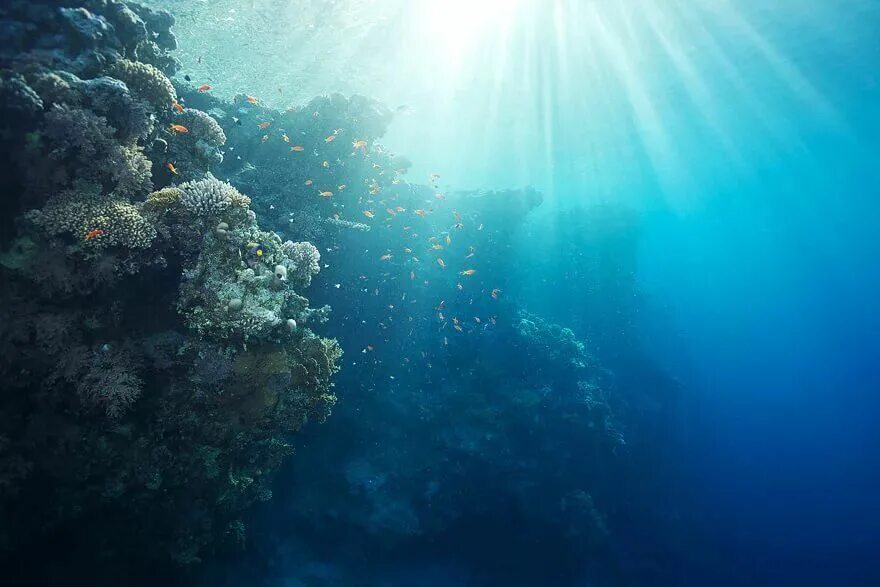 Сквозь толще воды. Красивые подводные пейзажи. Море под водой. Морское дно. Океан под водой.