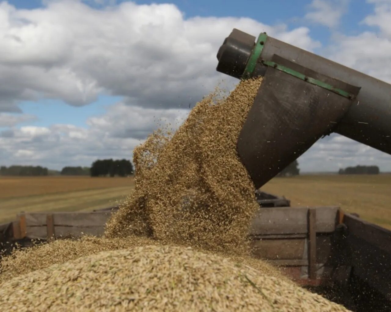 Уборка пшеницы. Насыпь зерна. Пшеница насыпью. Тонна зерна.