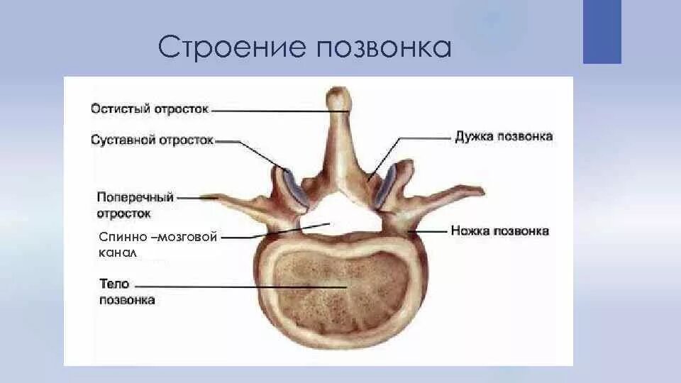 Рассмотрите общее строение. Строение остистого отростка позвонка. дужки позвонка анатомия. остистый отросток поясничный позвонков анатомия. строение позвонка человека схема.