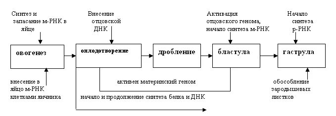 Гены онтогенеза. Схема реализации действия генов в онтогенезе. Активность генов в ходе раннего эмбрионального развития лягушки. Приведите схему реализации действия генов в онтогенезе.. Основные закономерности функционирования генов.