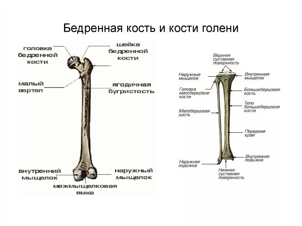 Бедренная кость анатомия строение. Большая берцовая кость анатомия человека. Бугристость большеберцовой кости анатомия. Кости голени анатомия строение.