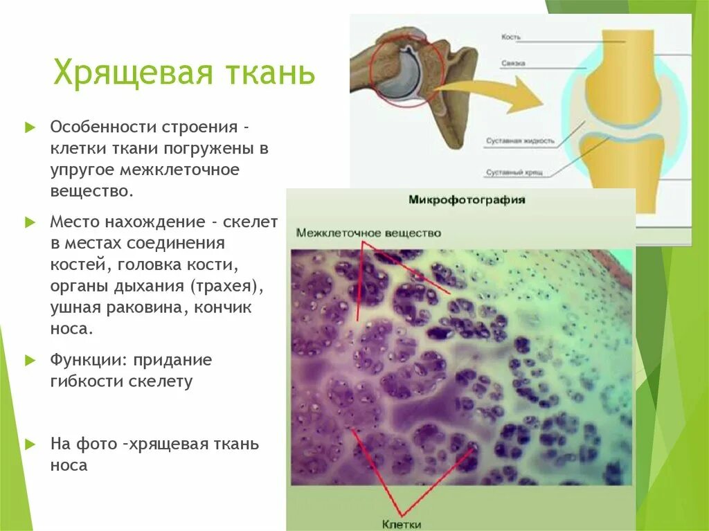 Хрящевая ткань. Особенности строения хрящевой ткани. Хрящевая ткань строение. Хрящевая соединительная ткань.