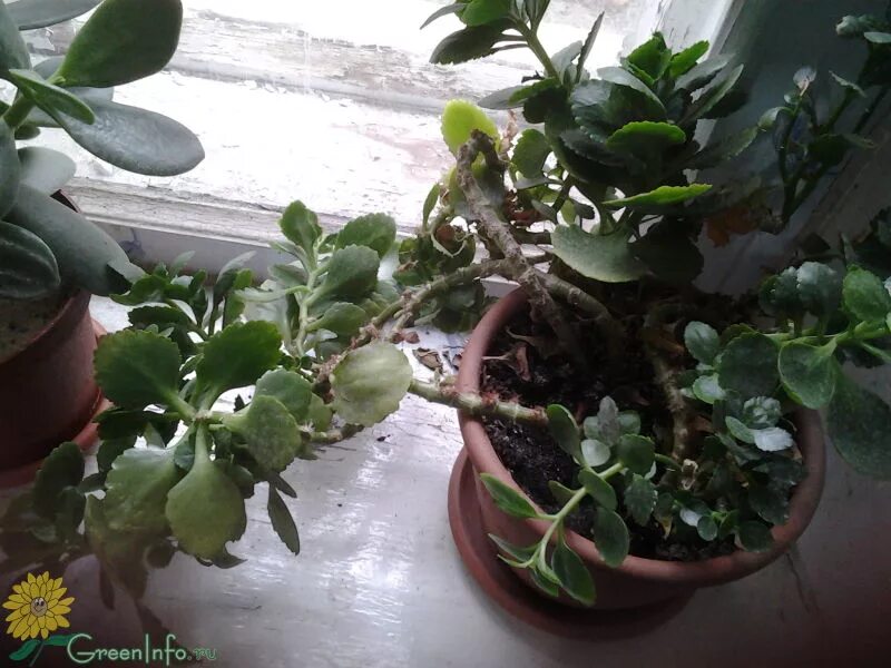 Каланхоэ тянется вверх. Каланхоэ разрастающееся (kalanchoe prolifera). каланхоэ блоссфельда вытянулось. каланхоэ блоссфельда разрослась. каланхоэ блоссфельда листья.