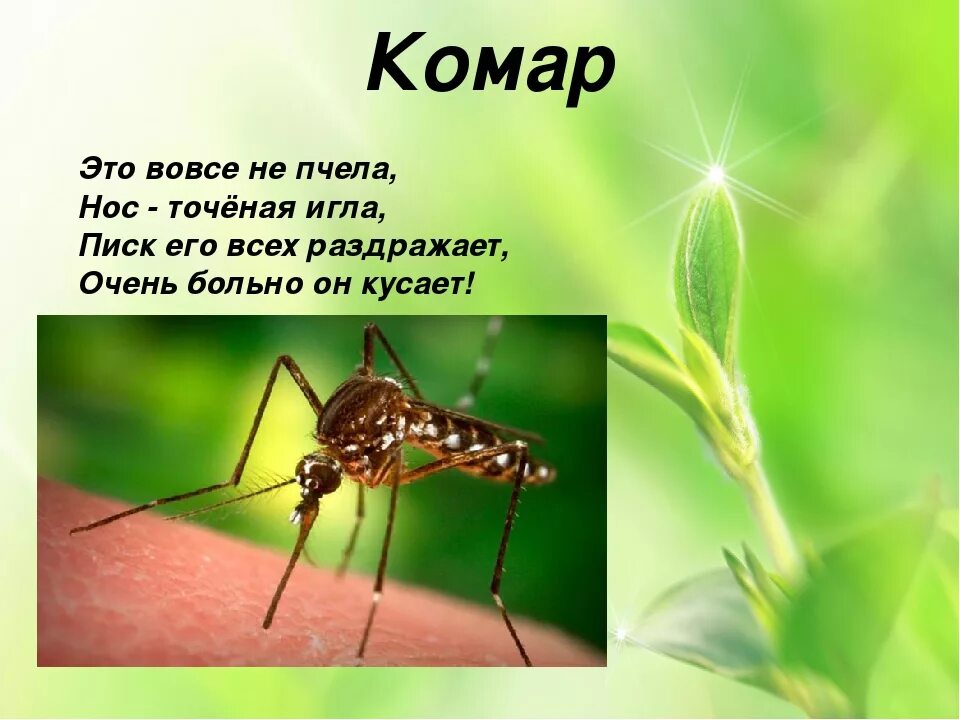 Комар группа насекомых. Презентация для мл группы на тему насекомые. презентация насекомые средняя группа. презентация насекомые младшая группа. презентация во 2 мл гр насекомые.