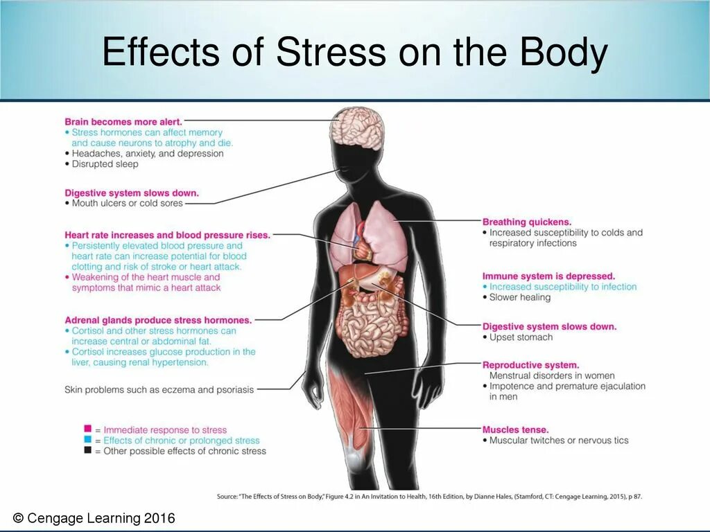 How stress affects our bodies. Effects of stress. symptoms of stress. chronic stress consequences. how stress affects the human body?.