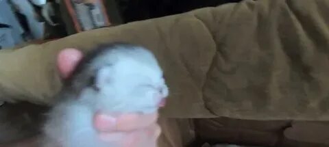 Котята выросли немножко а есть из блюдца