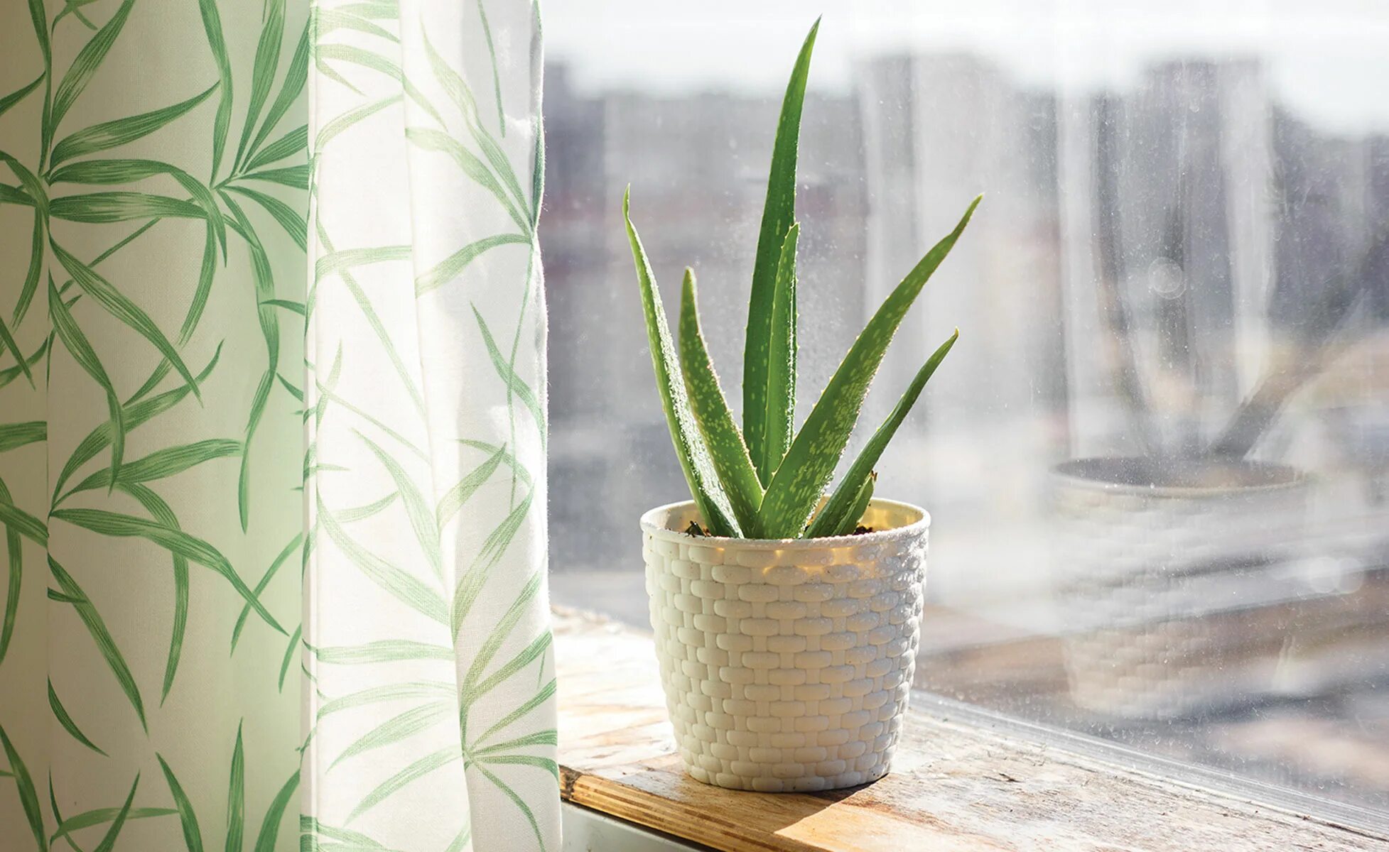 алоэ на подоконнике