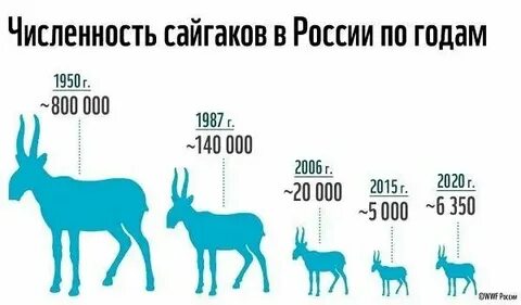 Численность животных их вес и скорость