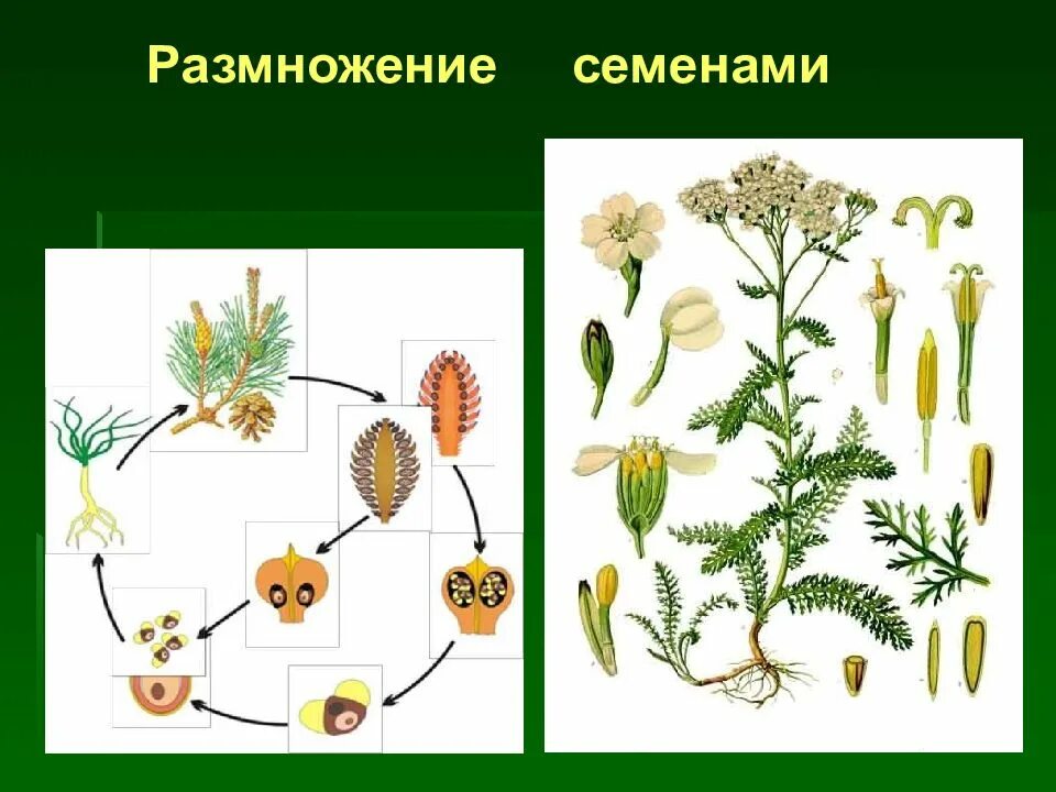 Семенами размножаются ответ. Размножение растений семенами. Семенное размножение. Семенное размножение растений. Растения размножающиеся семенами.