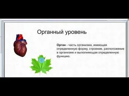 Органы уровень это
