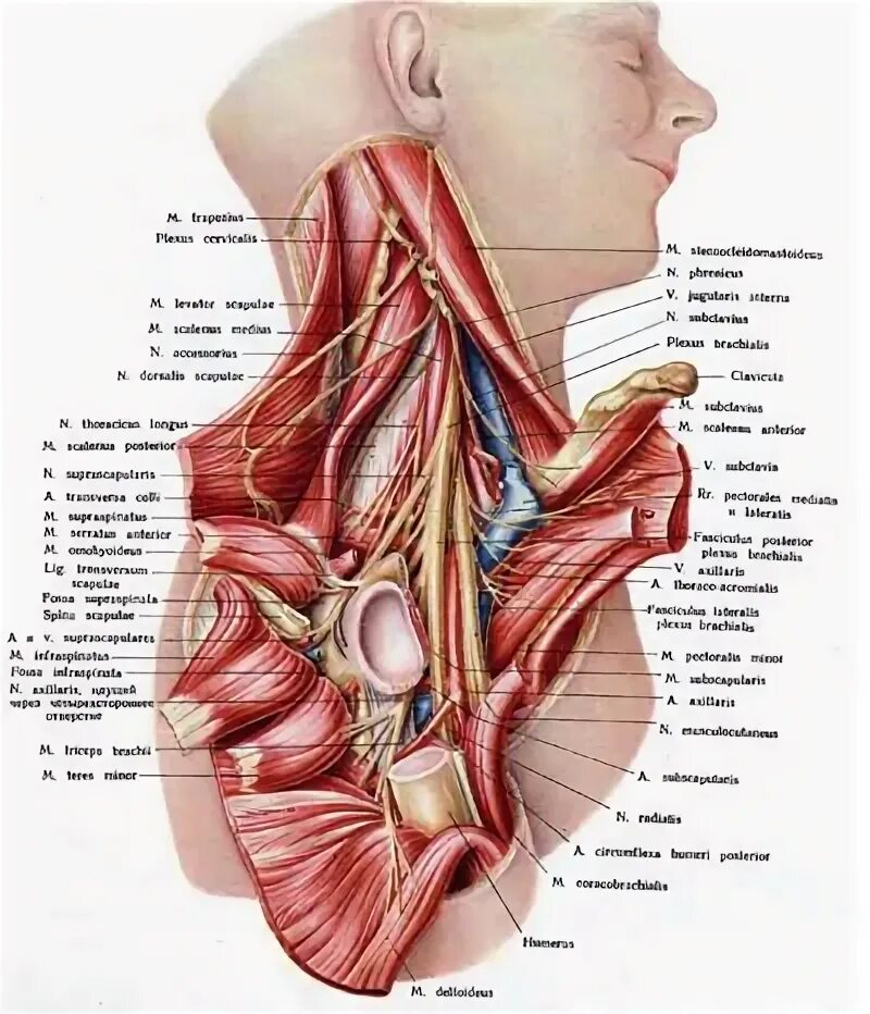Шея снизу. Надключичная область топографическая анатомия. Болит внизу шеи спереди. Болит шея снизу спереди.
