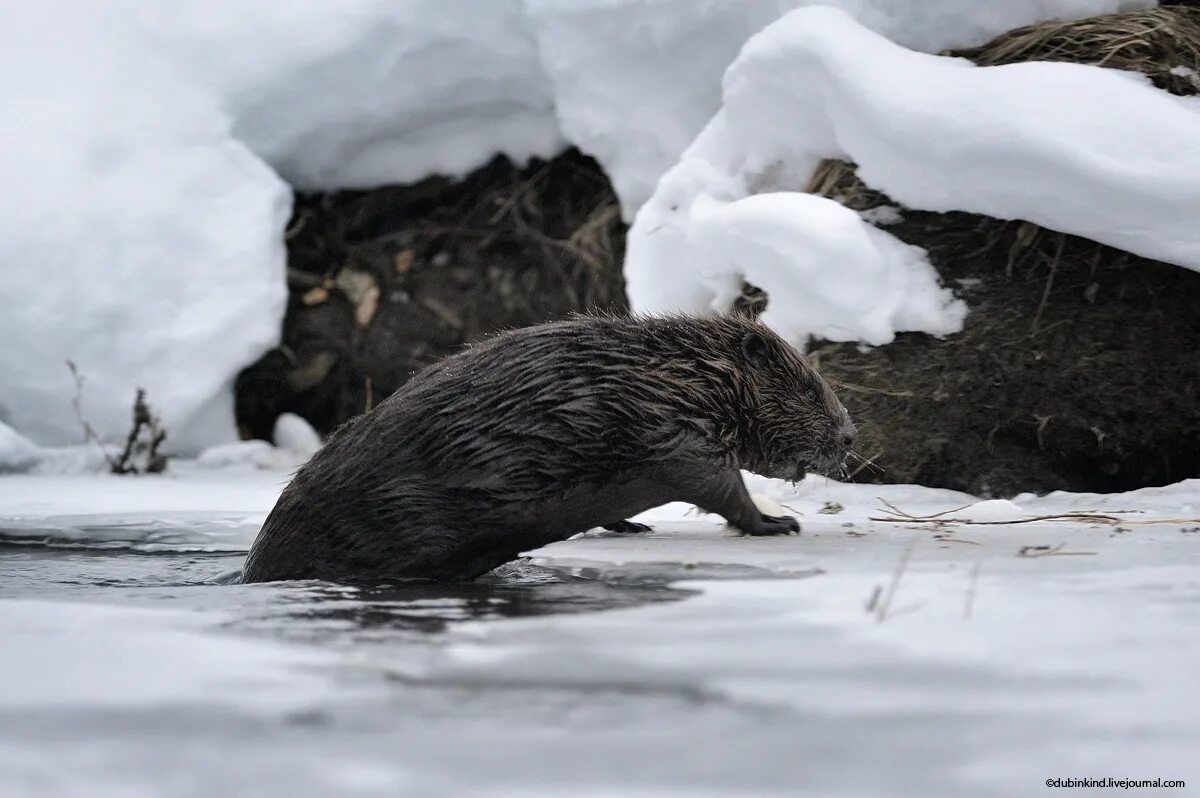 Бобры зимуют. Бобр зима. Бобер в спячке. Бобр обыкновенный хатка. Западносибирский бобр.