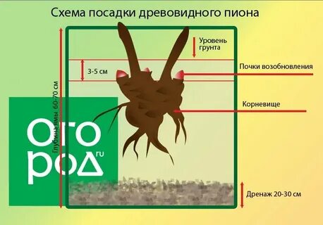 Расстояние между пионами при посадке