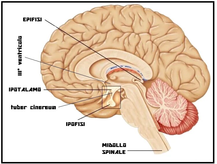 Гипофиз седло. Строение головного мозга турецкое седло. Гипофиз в турецком седле. Анатомия турецкого седла в головном мозге. Диафрагма турецкого седла анатомия.