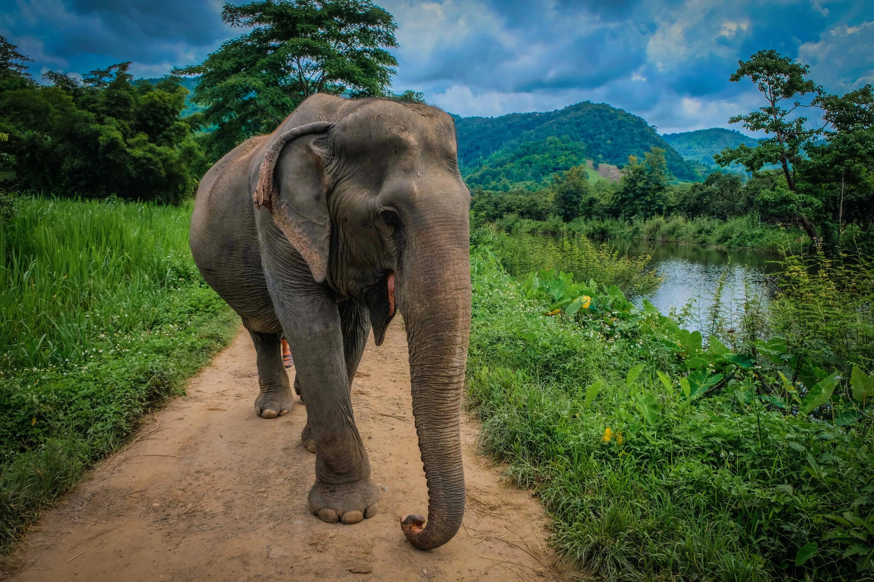 9 elephants