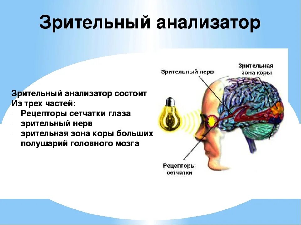 Зрительный анализатор в затылочной доле. Из каких частей состоит зрительный анализатор. Строение зрительного анализатора. АНАЛИЗАТОРЫЗРИТЕЛЬНЫЙ. Зрительный анализатор человека состоит из.