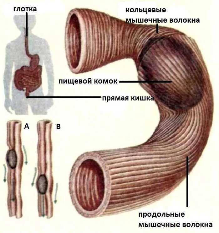 Перистальтические движения кишечника. Гладкая мускулатура кишечника. Мышечное сокращение кишечника. Комок в пищеводе