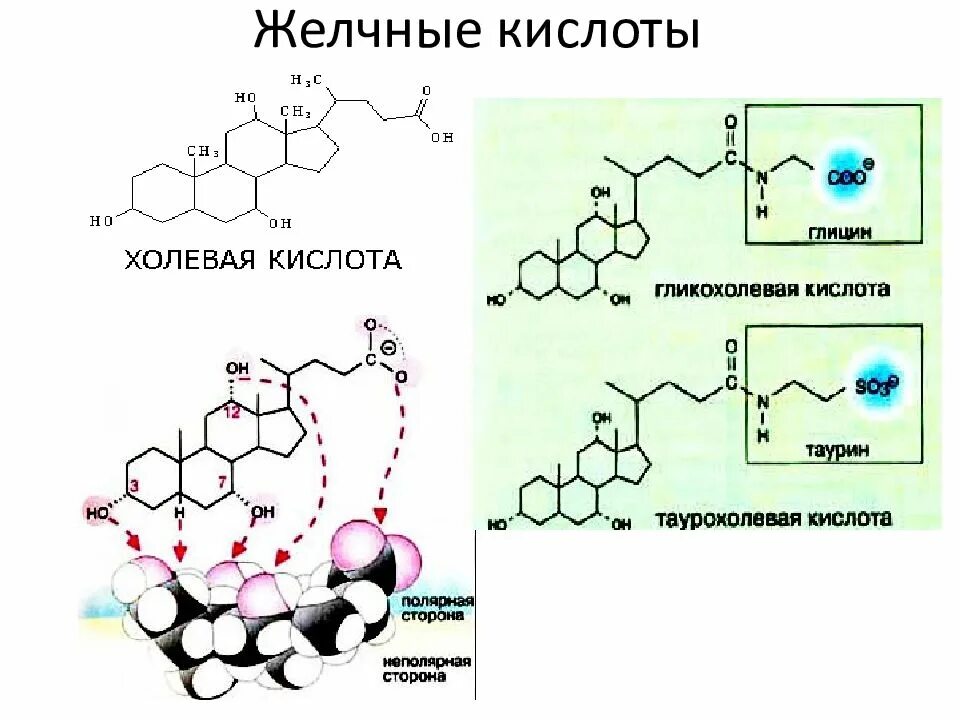 Соли желчных кислот формула. Вторичные желчные кислоты биохимия. Классификация желчных кислот биохимия. Желчные кислоты структурная формула. Вторичные желчные кислоты