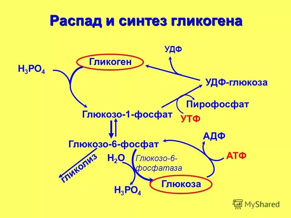 Инсулин стимулирует синтез гликогена