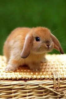 Small rabbit