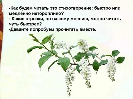 Стих черемуха 3 класс