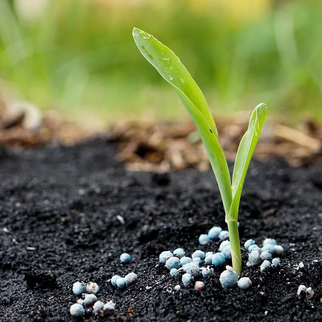 Organic fertilizer. Минеральные удобрения азот. nitrogen fertilizers. нитроген удобрение. грунт с минеральными удобрениями.