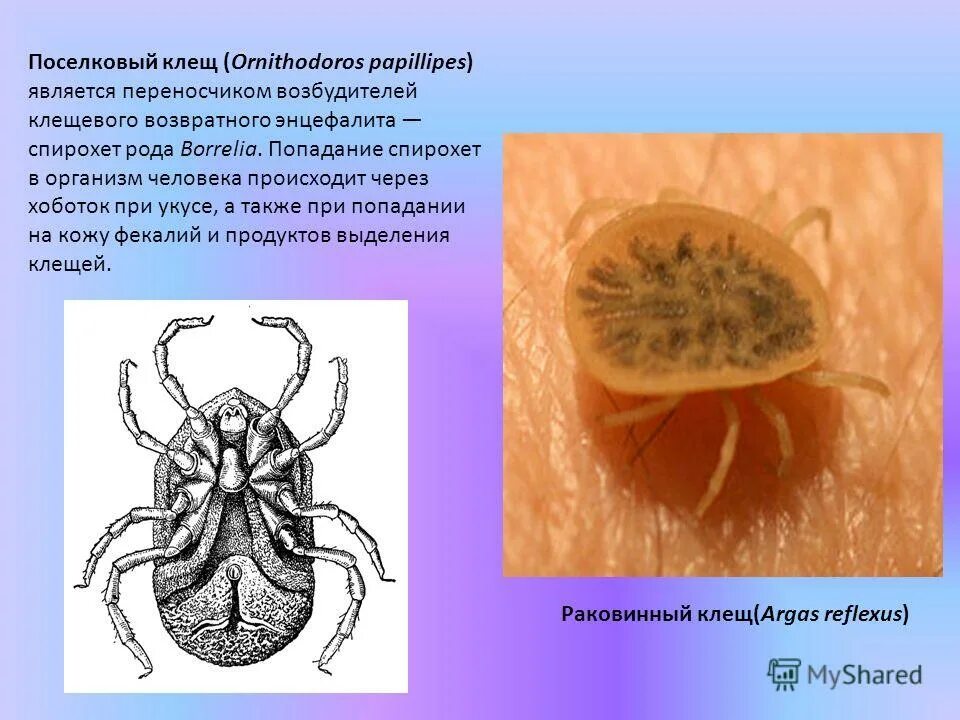 Подтип аа. Хвд подтип 9. Медицинское значение членистоногих. Хордовые классификация схема. Сравнительная характеристика подтипов branchiata, chelicerata, tracheata.