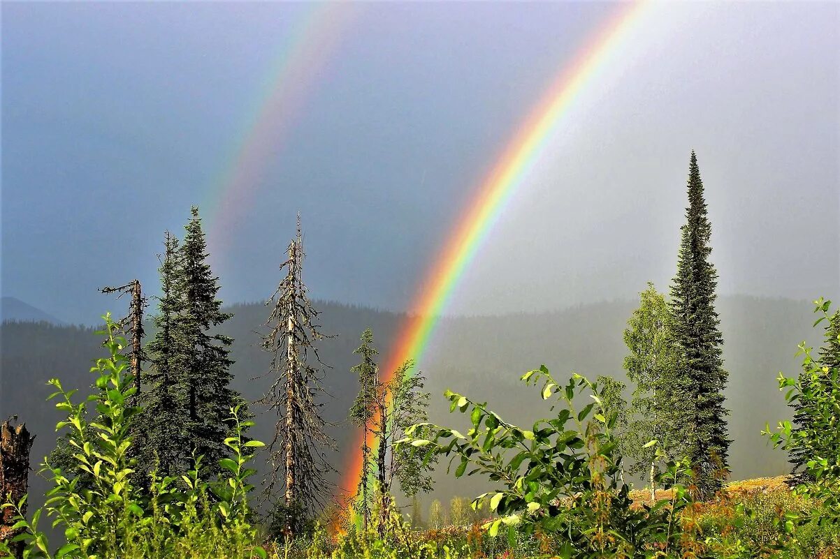 радуга дождь лес. радуга дождь лес. радуга дождь лес. лес после дождя. радуга в горах алтая.