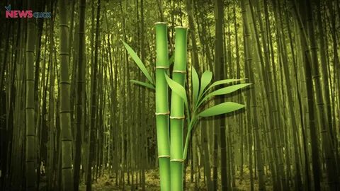 Биг бамбук demo big bamboo vip