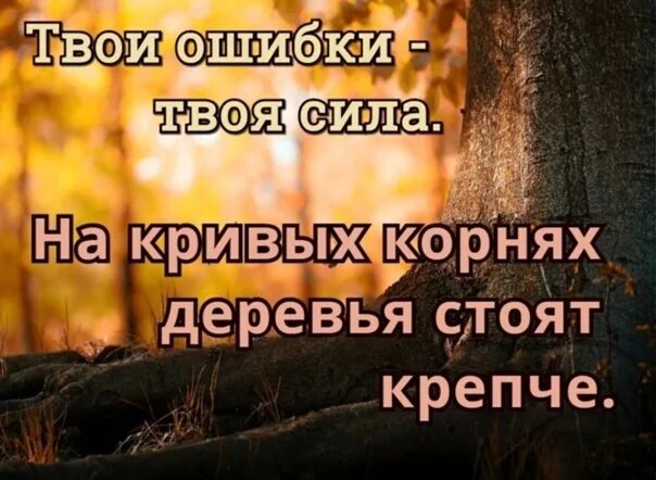 Не жалейте прошедшего. На кривых корнях деревья стоят. никогда не сожалейте о своих ошибках. на кривых корнях деревья крепче. не жалею о своих ошибках.